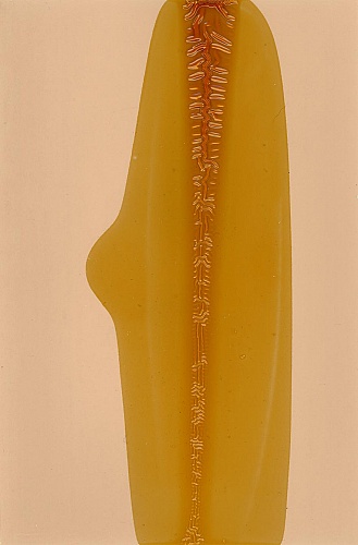 <i>Coloraid #37</i>, 1998-99